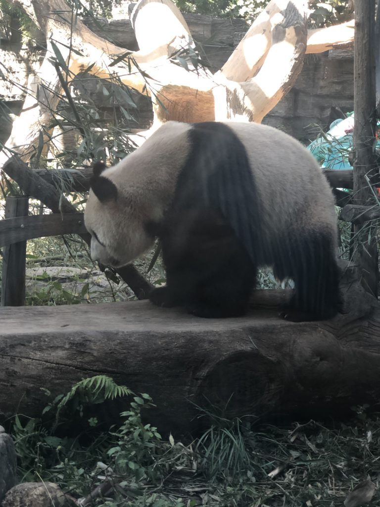 パンダを見に「北京動物園」へ行ってきた。